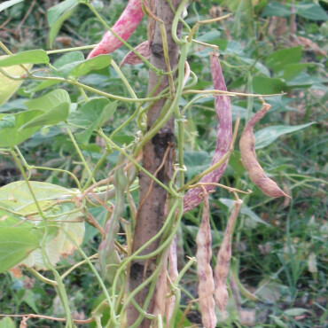 Sırık Barbunya Tohumu - 2