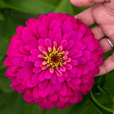 Zinnia Çiçeği Tohumu - 2