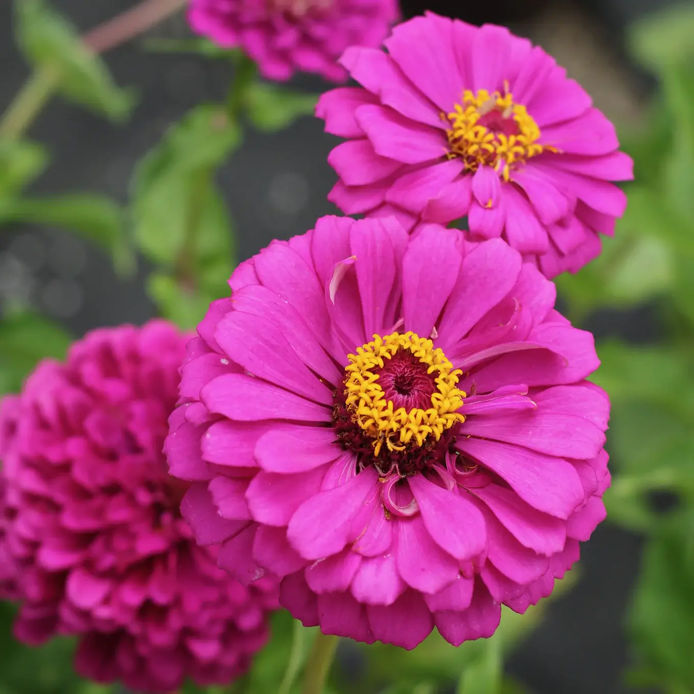 Zinnia Çiçeği Tohumu - 3